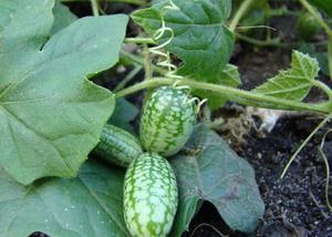 How to grow milotria cucumbers