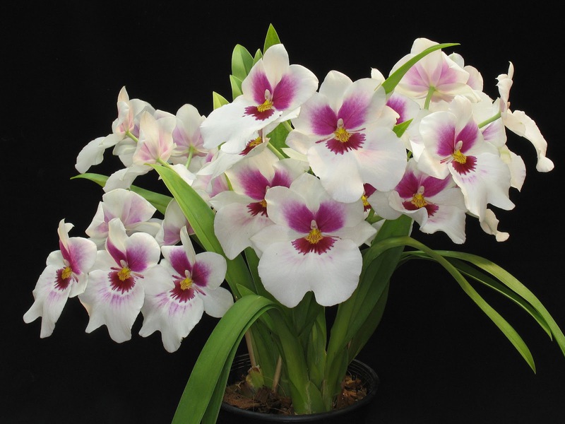 Characteristics of medium temperature varieties of orchids