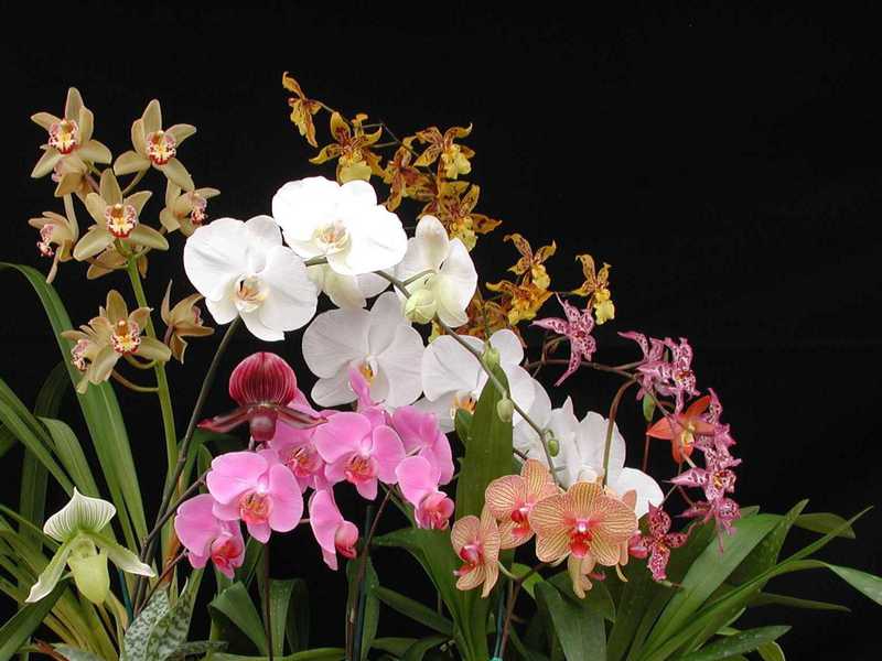Description of cold-loving orchid species