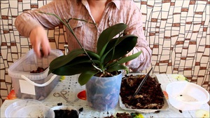 Description of the orchid transplant process