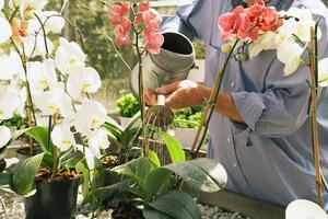 Tips from experienced florists on how to properly water orchids at home
