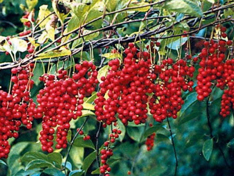 How to grow Chinese lemongrass - features of plant care? Lemongrass is a great addition to herbal tea.