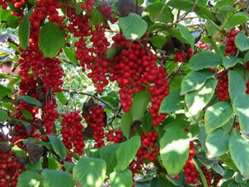 Lemongrass useful plant The benefits of lemongrass are invaluable - the reserves of vitamins, including vitamin C