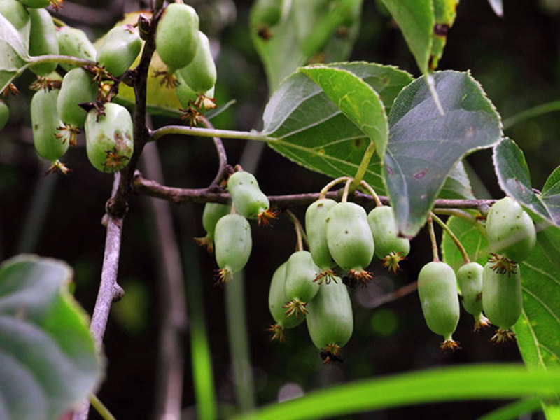 Actinidia arguta in the garden is shown in the photo Actinidia arguta is very popular in summer cottages.