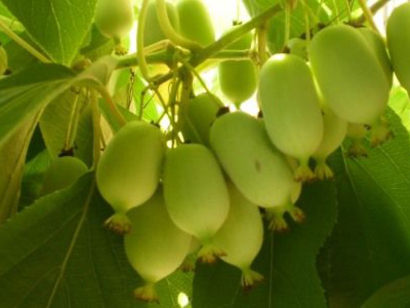 Actinidia fruits contain many vitamins. Actinidia fruit can replace lemon in your tea