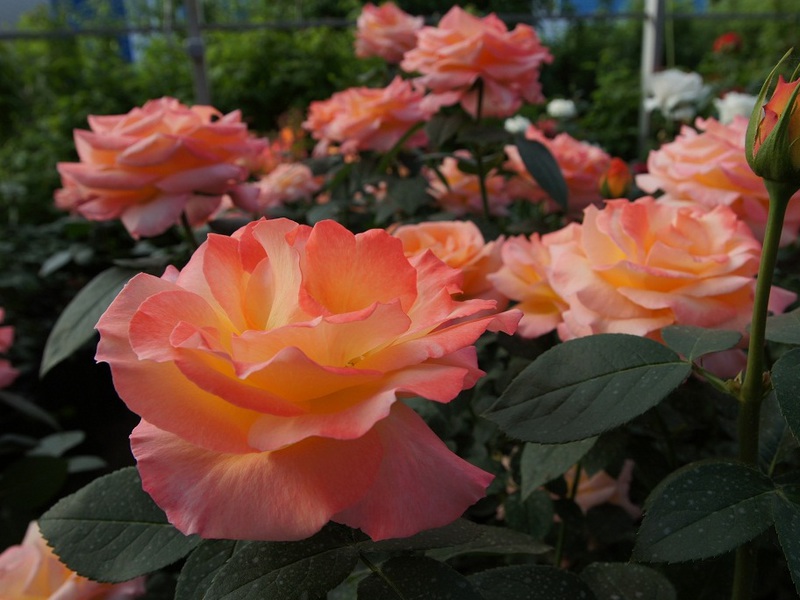 Own-rooted roses - unusual colors Own-rooted roses - yellow-orange buds conquer.