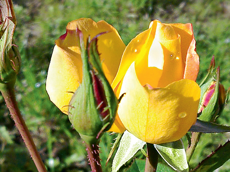 Yellow Canadian rose - pure colors and very beautiful bud A yellow Canadian rose can be planted in your area.