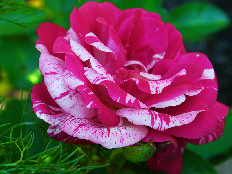 Canadian rose - bright colors and resistance to frost. The Canadian rose will always find a place on your site.