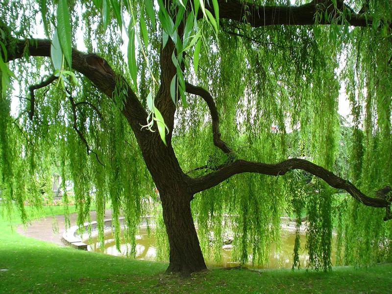 Blooming weeping willow tree
