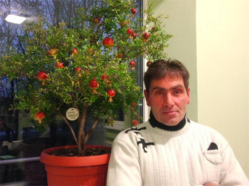 We grow a guarantor at home Pomegranate planting rules