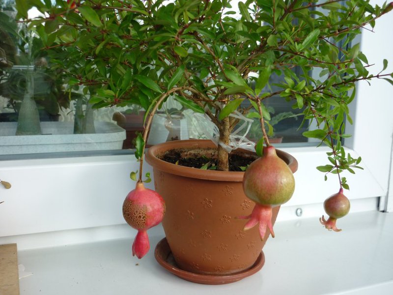 How to grow homemade pomegranate Homemade pomegranate