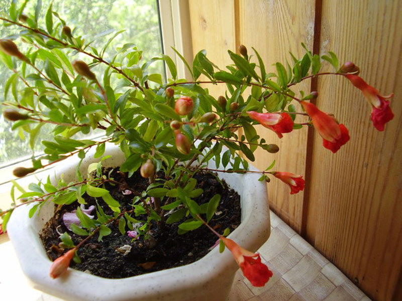Seed pomegranate In which pot to plant a pomegranate