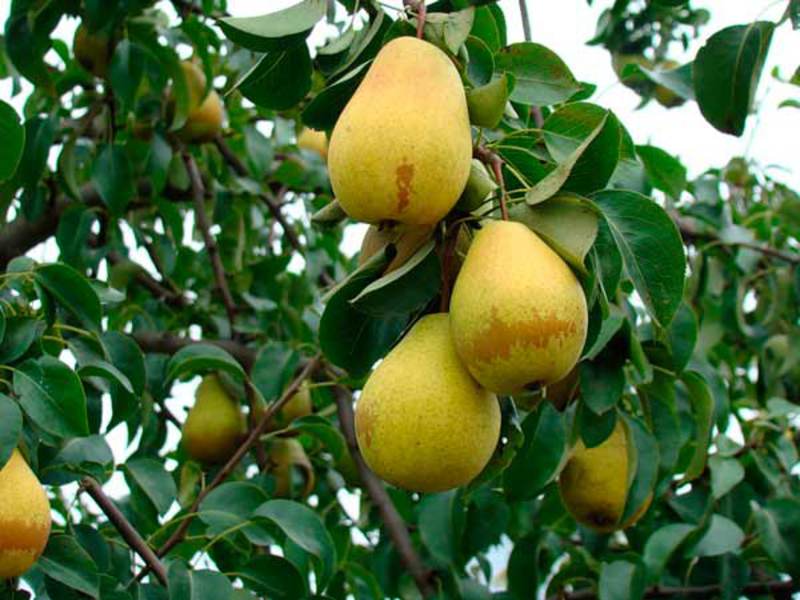Pear and features of caring for it How to pick a good pear variety