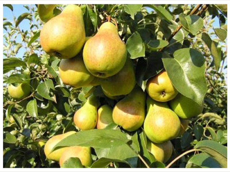 What is the peculiarity of the pear variety Early summer pear varieties