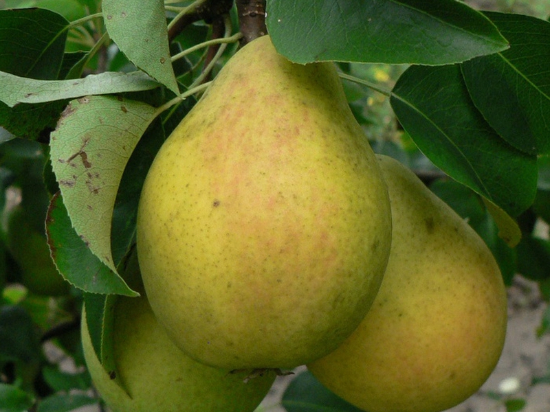 The type of fret and its merits Description of pear variety