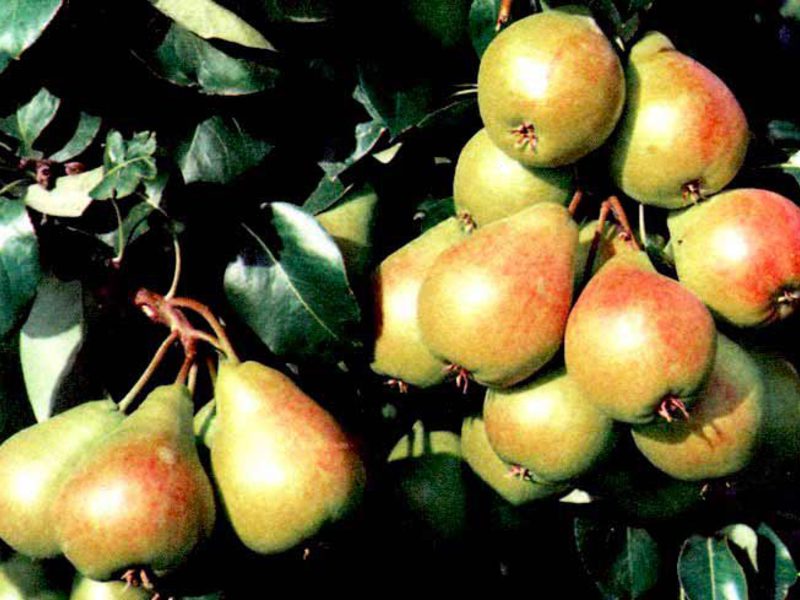 The process of planting pears in spring What kind of pear in the summer cottage