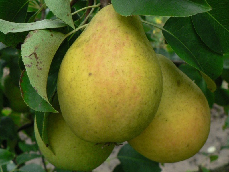 Lada pear variety Varieties of sweet and juicy pears