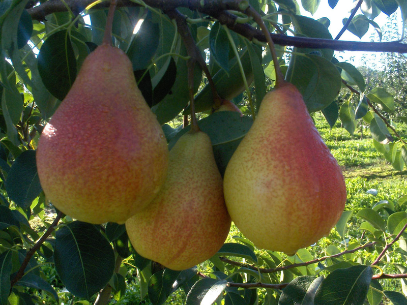 Characteristics of pear varieties Pear variety Lada