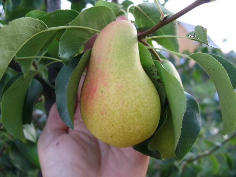 Pear Lada How to plant and grow a pear correctly
