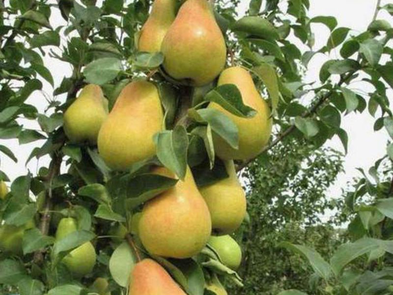 How the Lada pear grows Where does the Lada pear grow