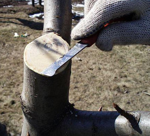 Tips from experienced gardeners on how to properly prune fruit trees