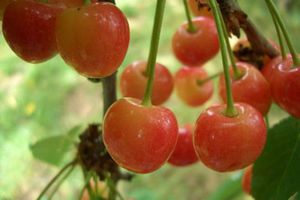 The best varieties of cherries for the Moscow region: planting, care and photos