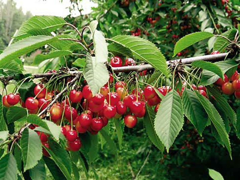 The best varieties for the Moscow region