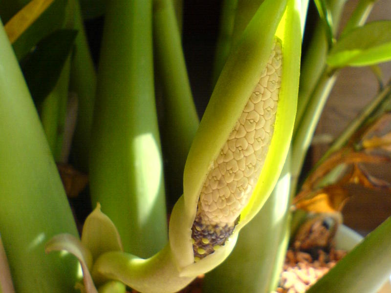 Features of planting a plant zamioculcas