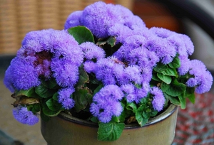How to plant ageratum correctly