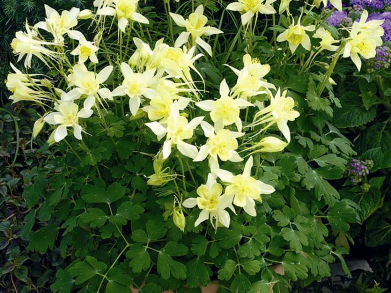 Bouquet of aquilegia Aquilegia plant variety