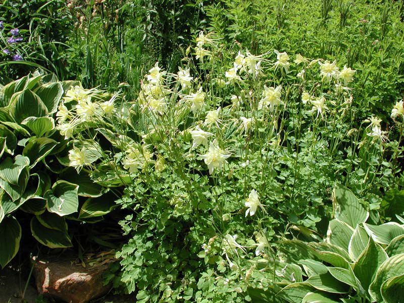 Description of the aquilegia plant How aquilegia grows