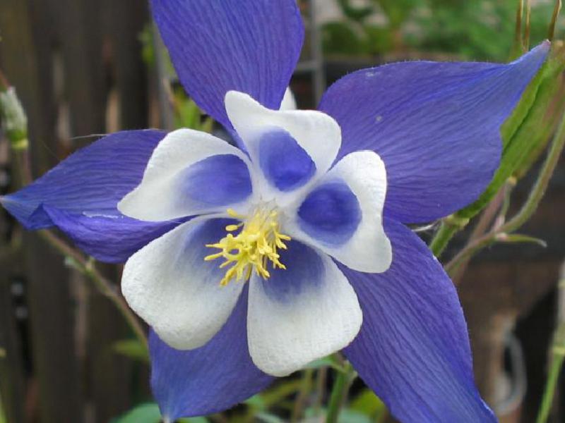Beautiful aquilegia flower Aquilegia: grace and beauty