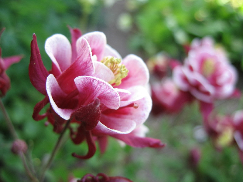 How to plant aquilegia Graceful aquilegia flower