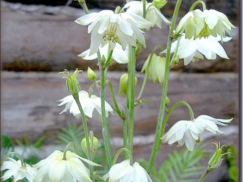 Aquilegia Aquilegia ordinary