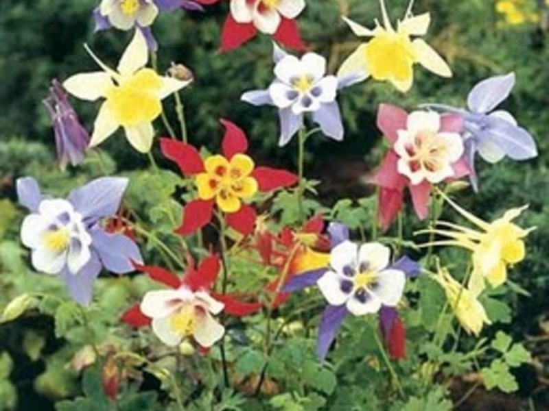 Aquilegia flower bouquet What is the peculiarity of the aquilegia flower