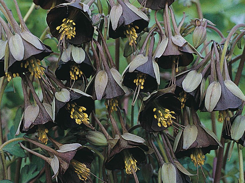 Aquilegia and its types Features of aquilegia care