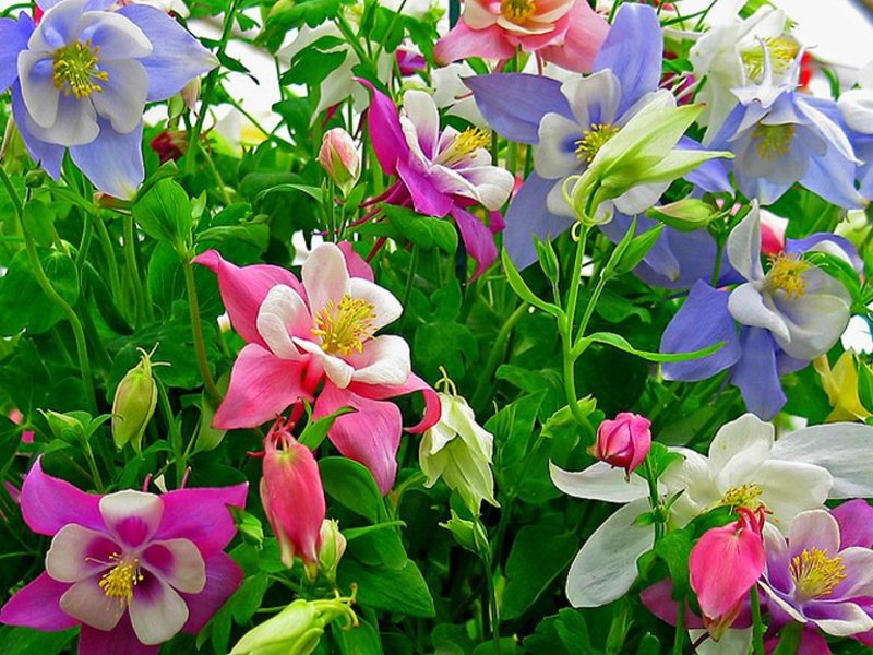 Aquilegia flower variety Planting and caring for aquilegia in the open field