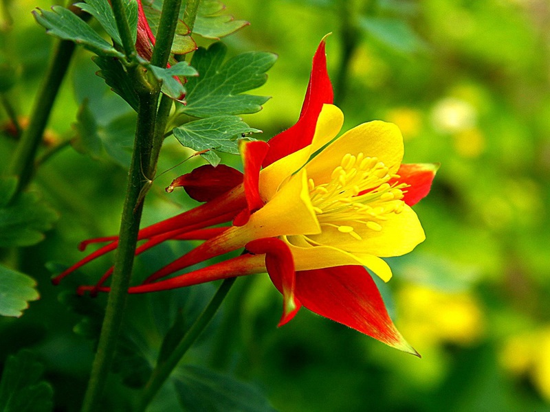 Aquilegia flower Growing aquilegia