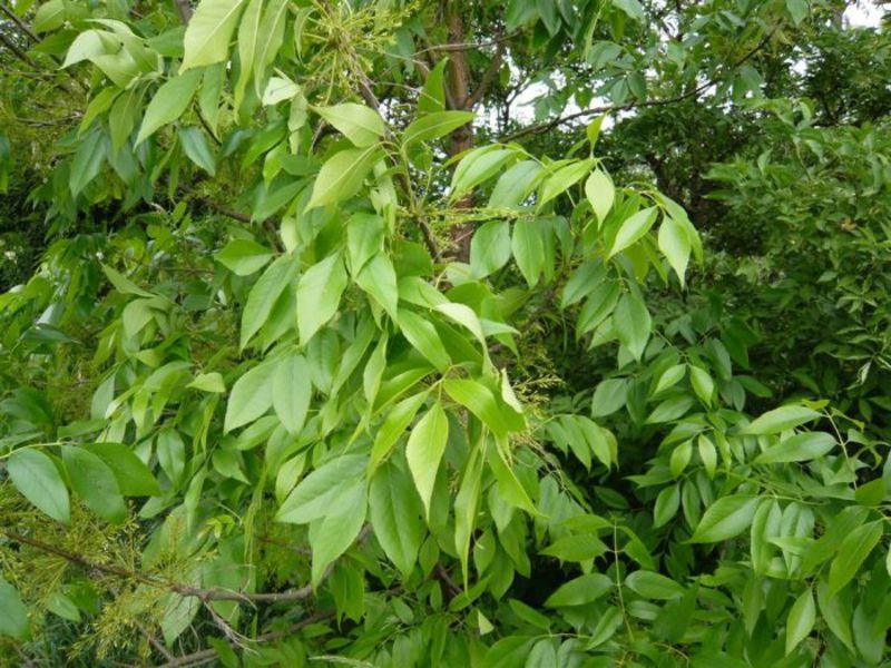 How ash grows Ash tree: description