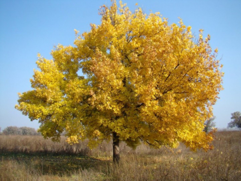 Yellow ash Ash tree description