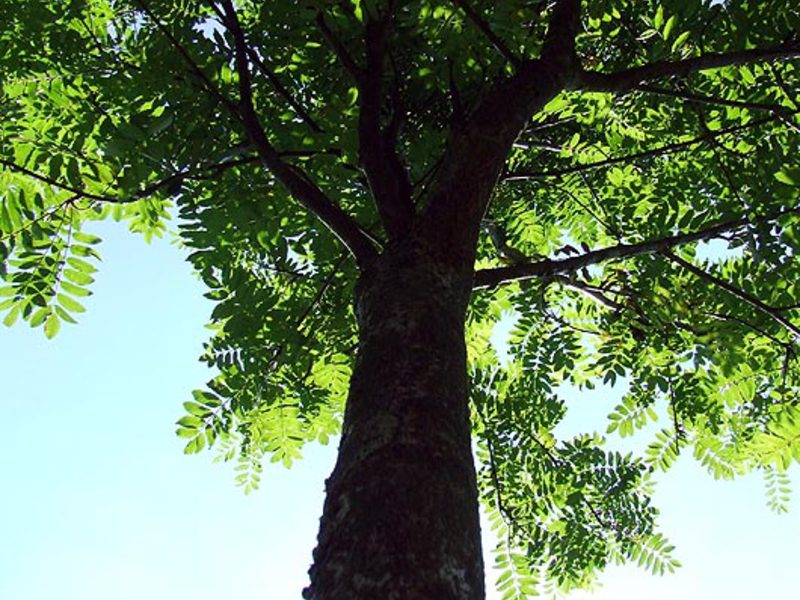 Characteristic signs of tree disease How ash grows