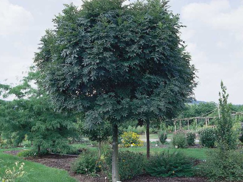 Ash tree How to care for an ash tree