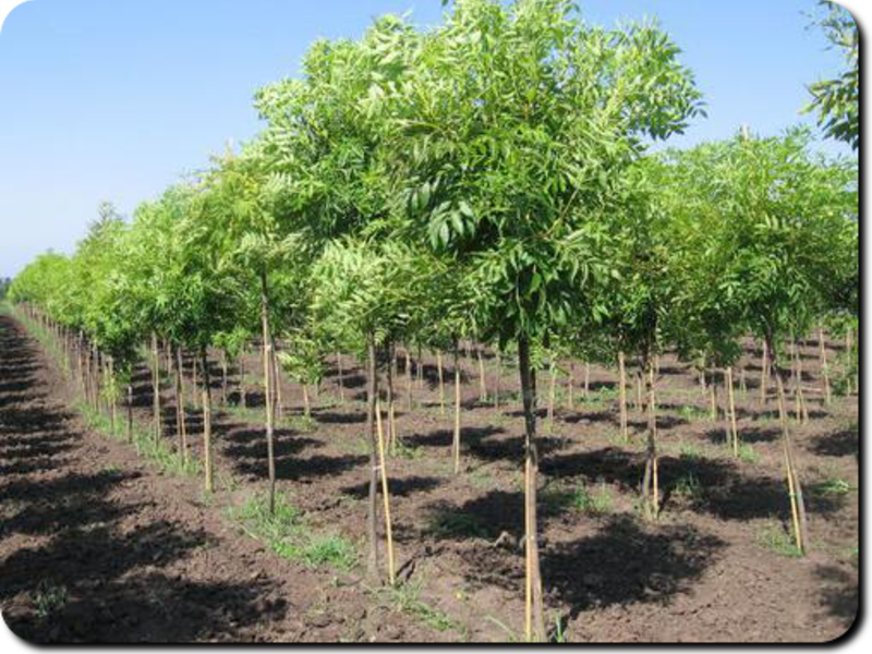 Ash tree propagation How can an ash tree be propagated