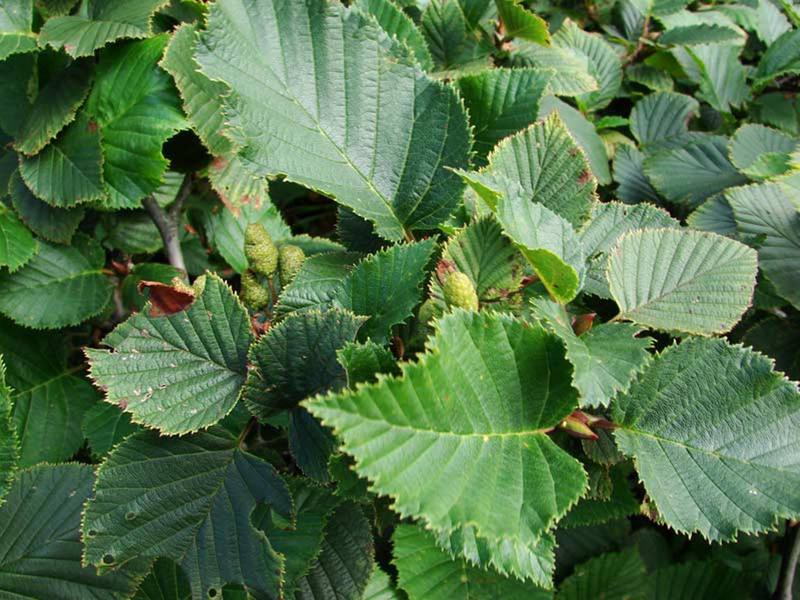 Alder crown Blooming alder