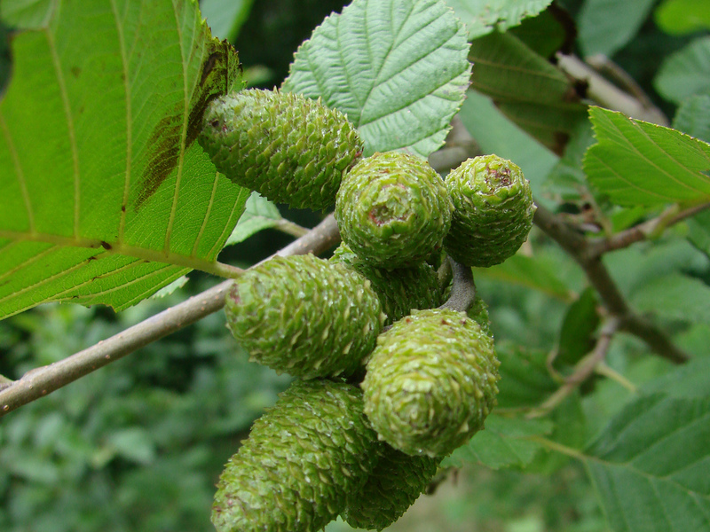 How and where does alder grow Alder green