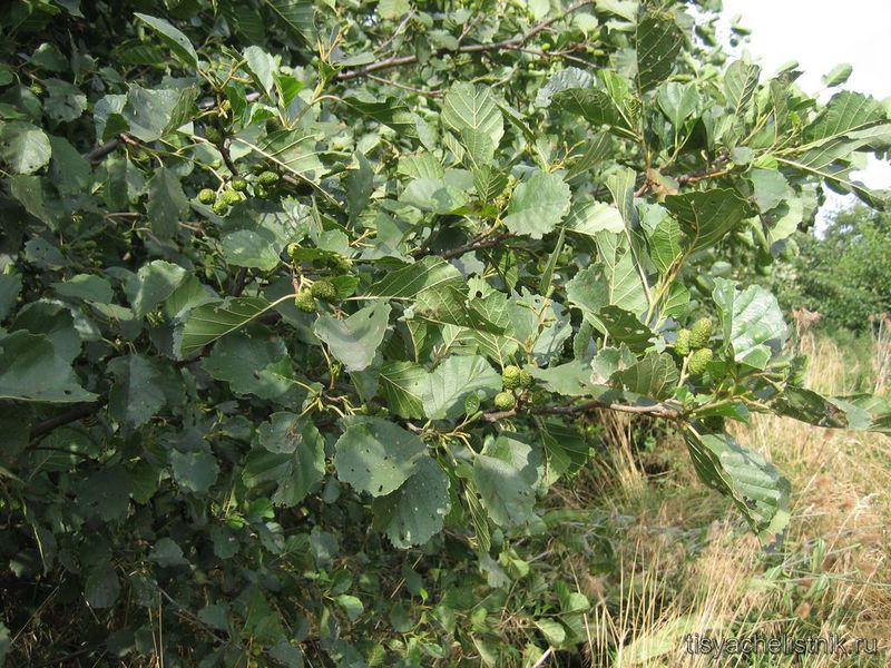 How alder grows Alder care