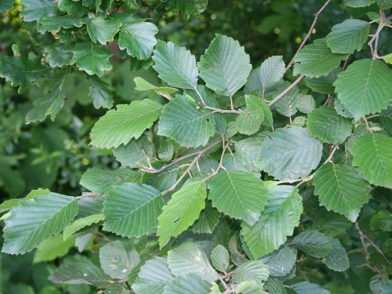 How to plant an alder Why alder wood is valued
