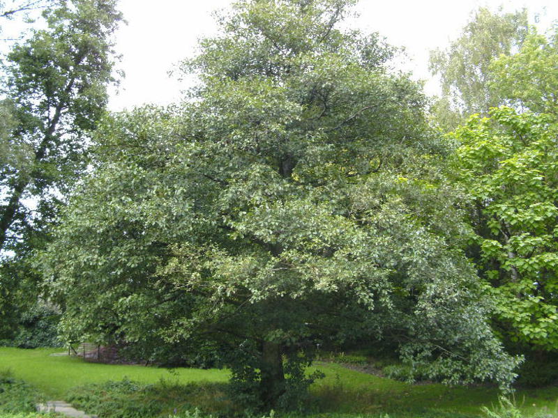 Alder tree How to plant an alder tree