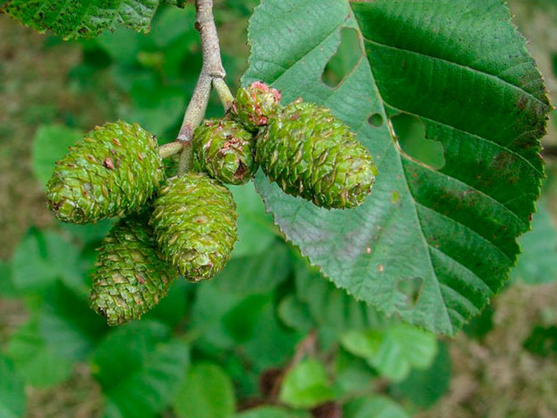 Alder buds Alder buds and leaves