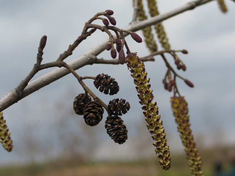 Alder buds and leaves How alder grows